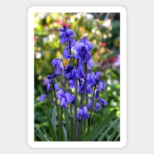 Spanish Bluebells Sticker